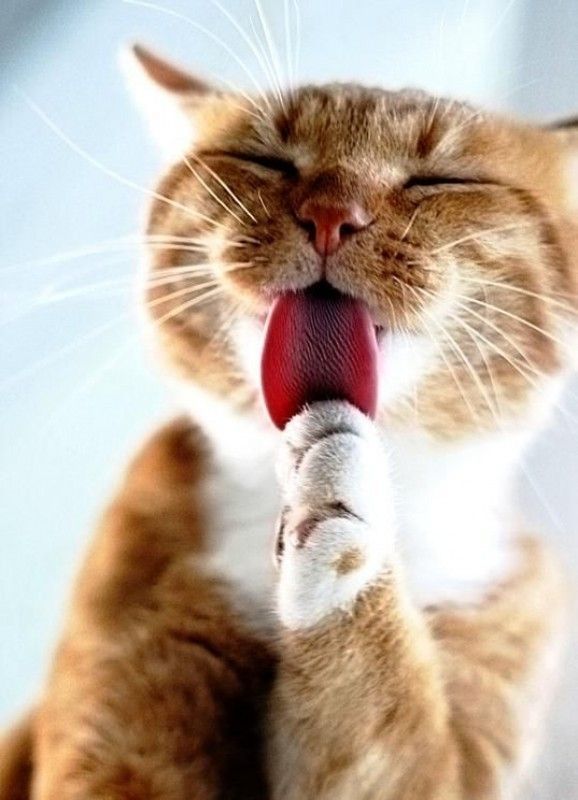 LANGUE AU CHAT