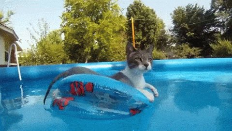 Résultat de recherche d'images pour "chat piscine gif"