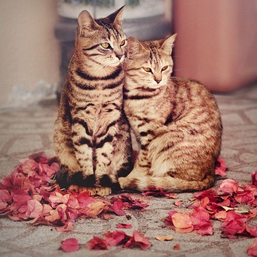 DANS LES FLEURS .