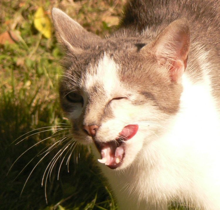 LANGUE AU CHAT