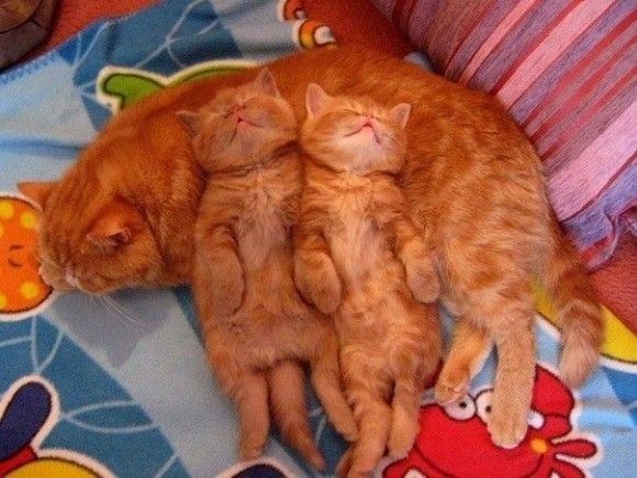 CHATTE ET SES PETITS