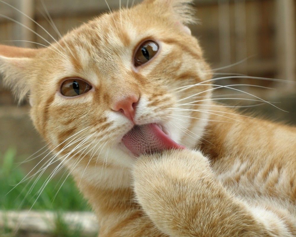 LANGUE AU CHAT