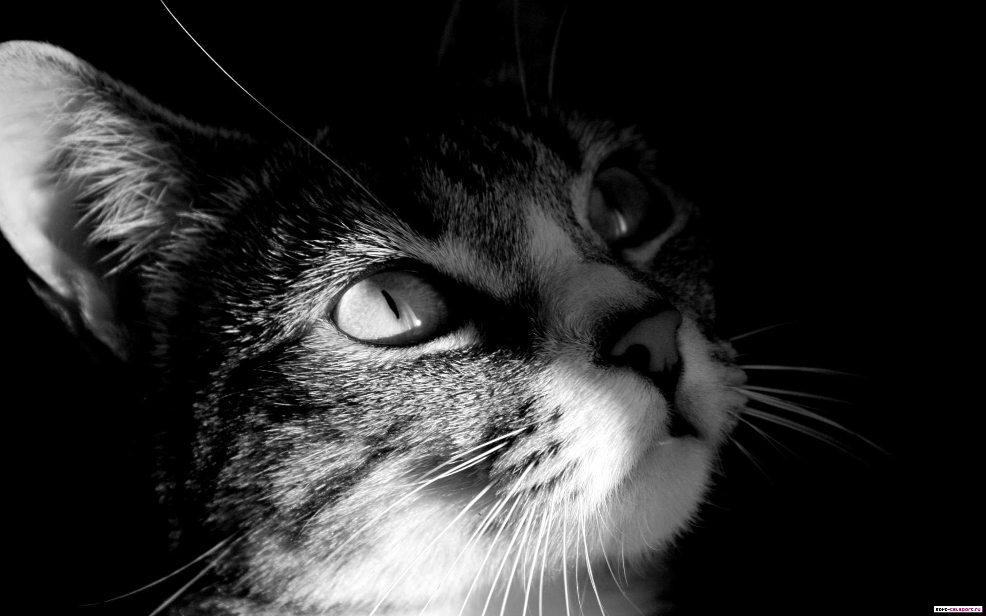EN NOIR ET BLANC