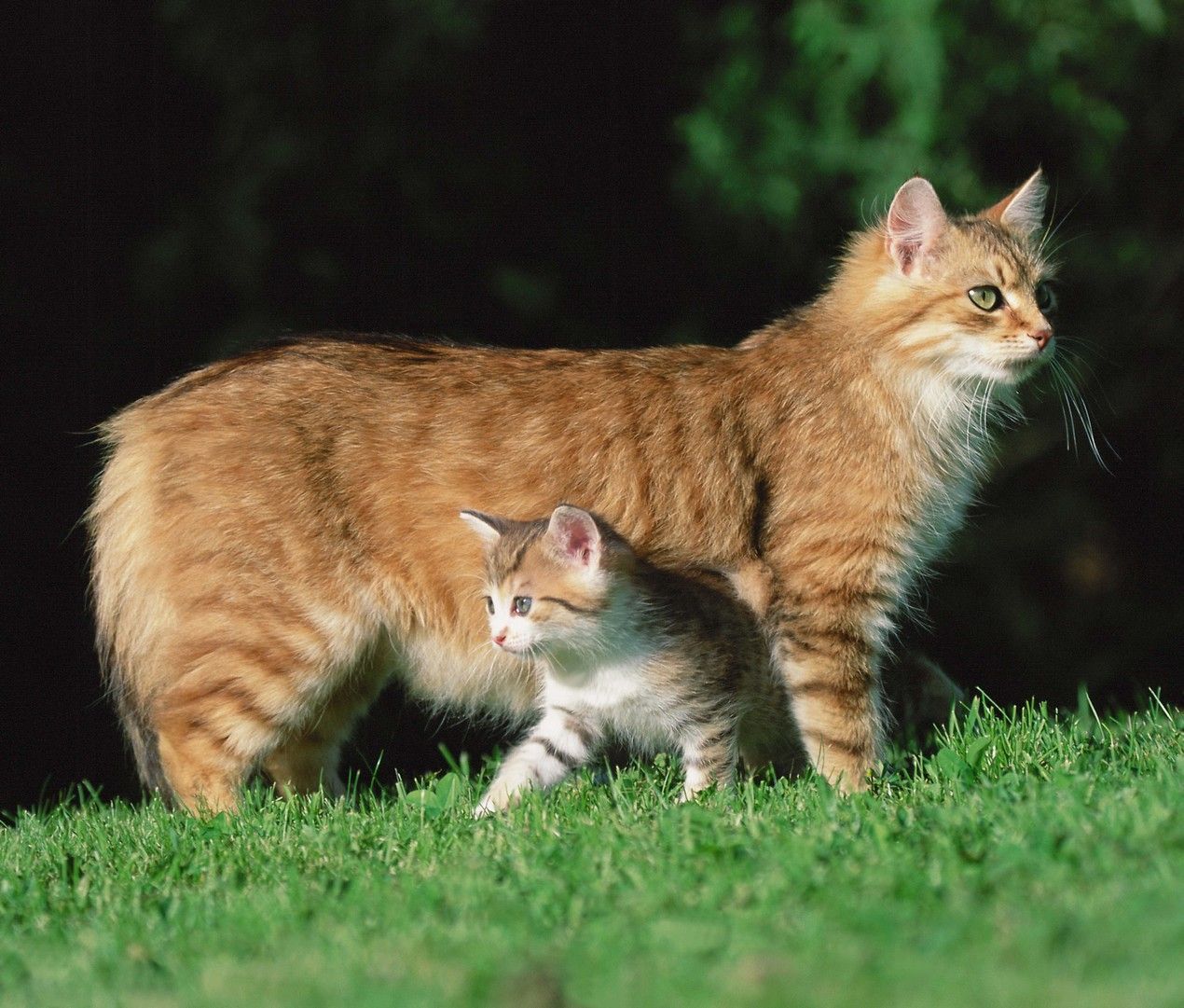 difference entre un chat et une chatte