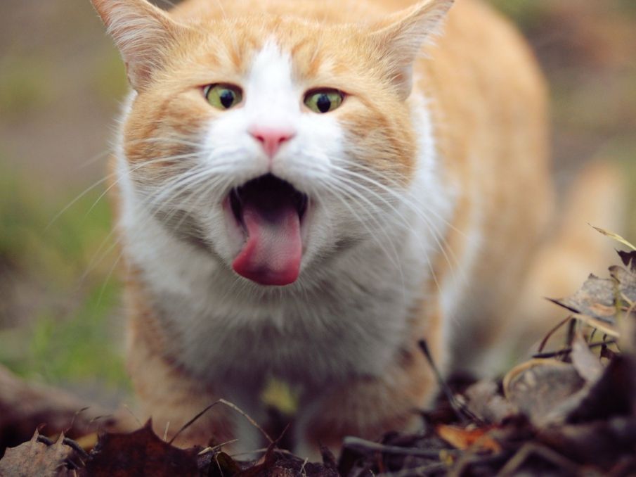 LANGUE AU CHAT