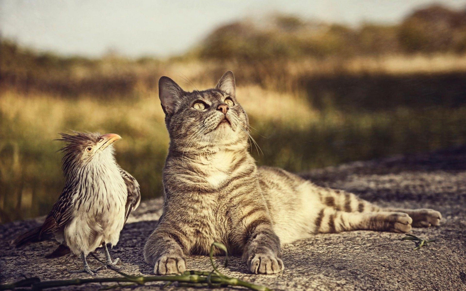 poésie chat et l oiseau