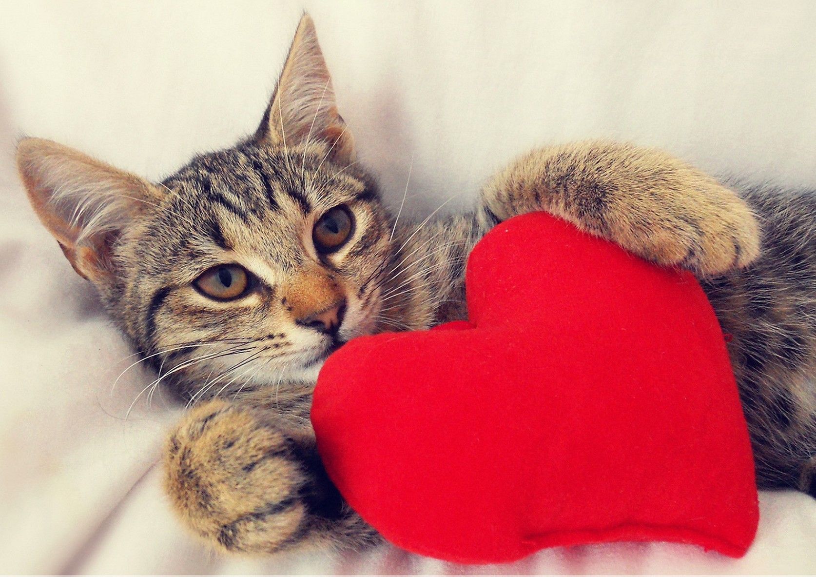 COEUR DE CHATS