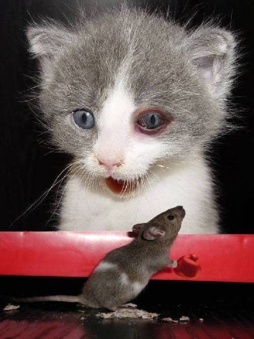 le chat et la souris dessin animé